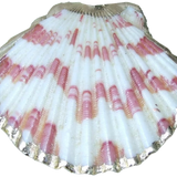 Shell #2