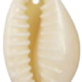 Shell #7