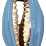 Shell #8